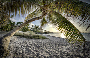 A photo of the Bahia Honda beach framed by a palm tree with an old railroad bridge in the background.