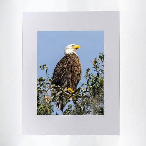 An American Bald Eagle in a live oak tree by Blue Spring's State Park. Photograph Mat 11x14