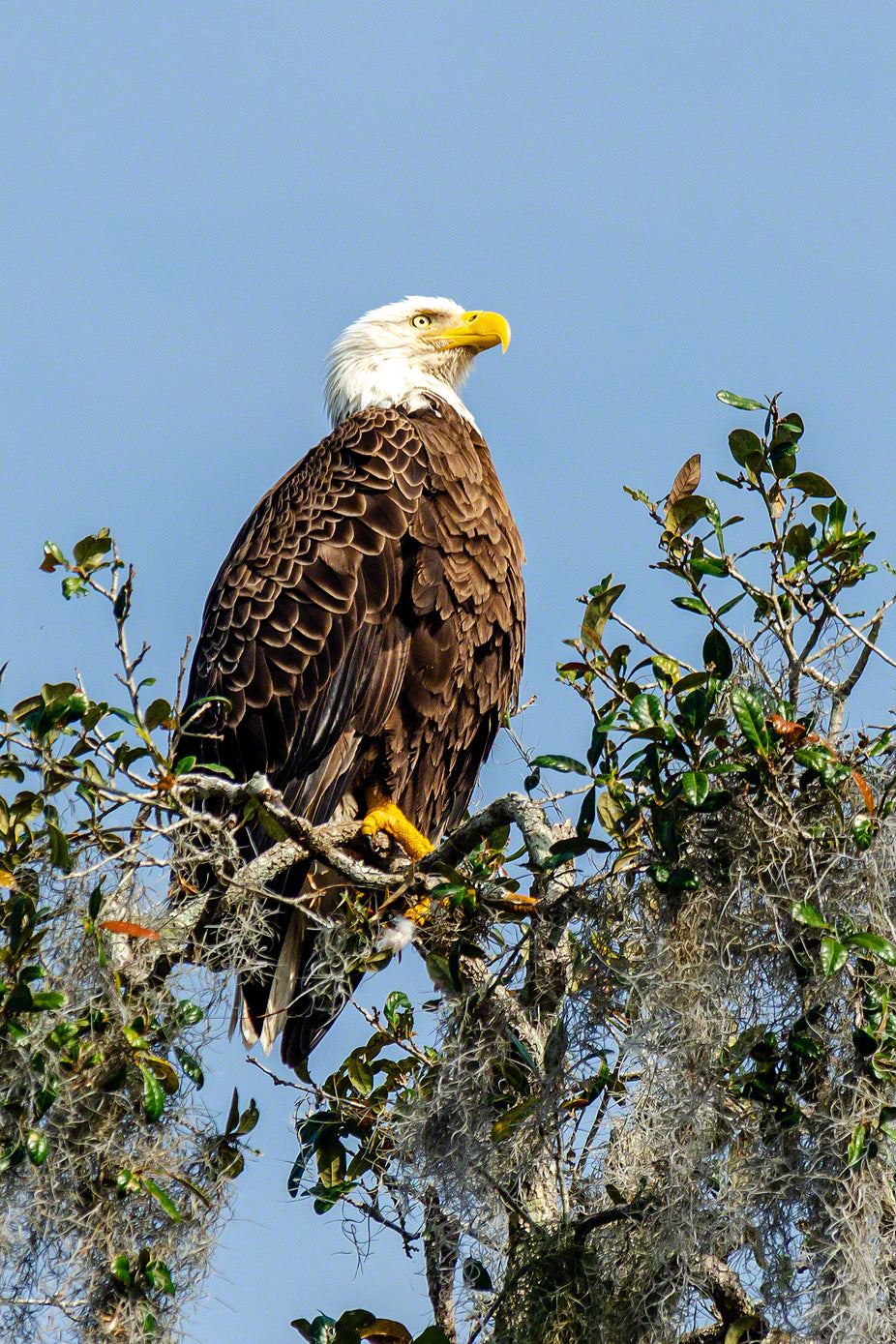A photo of an American Bald Eagle