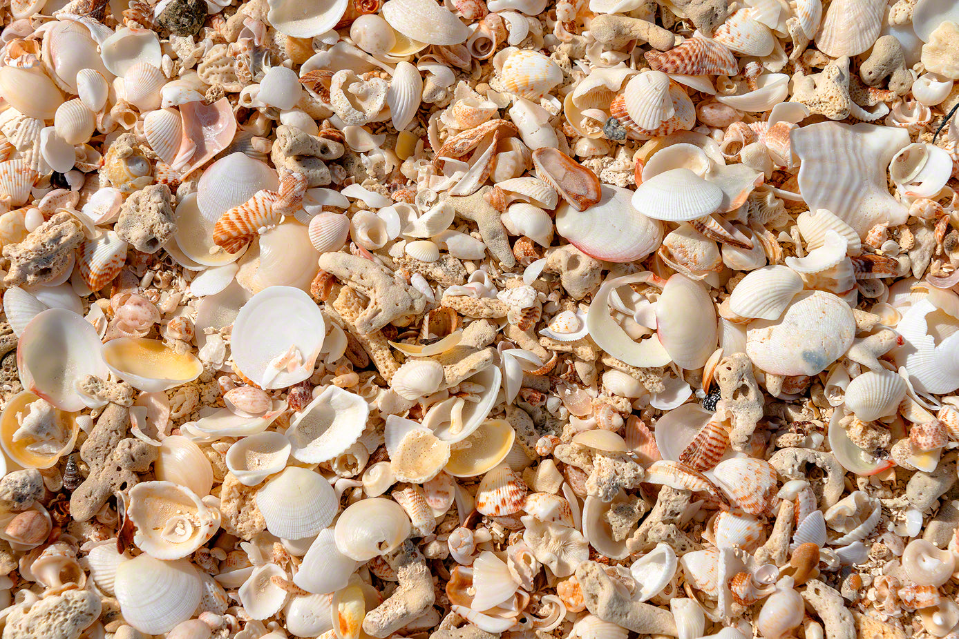 A closeup photo of beautiful sea shells at Valley Church Beach in Antigua