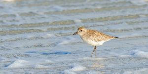 A photo of a black-bellied plover on the beach