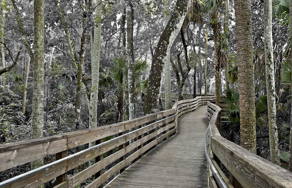 A landscape photograph by Mike Ring of a the boardwalk along Blue Springs run