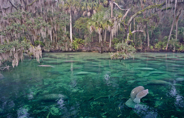 A photo of a mother and a baby manatee at Blue Springs State Park