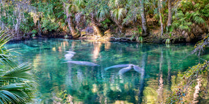 A photo of a group of playful manatees at blue springs state park