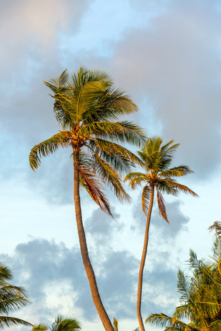 Breezy Palms 2
