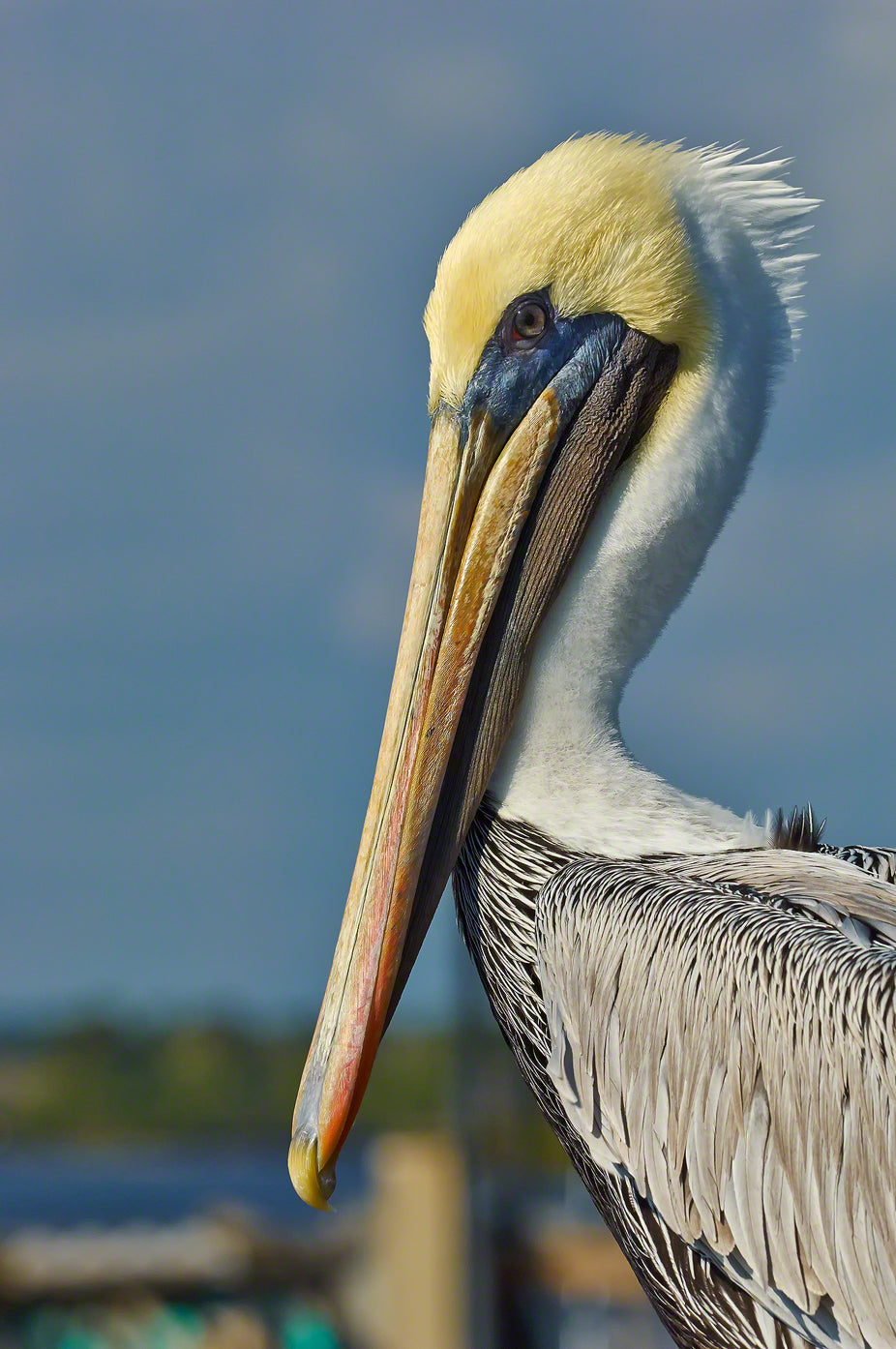 A photograph by Mike Ring of a Brown Pelican