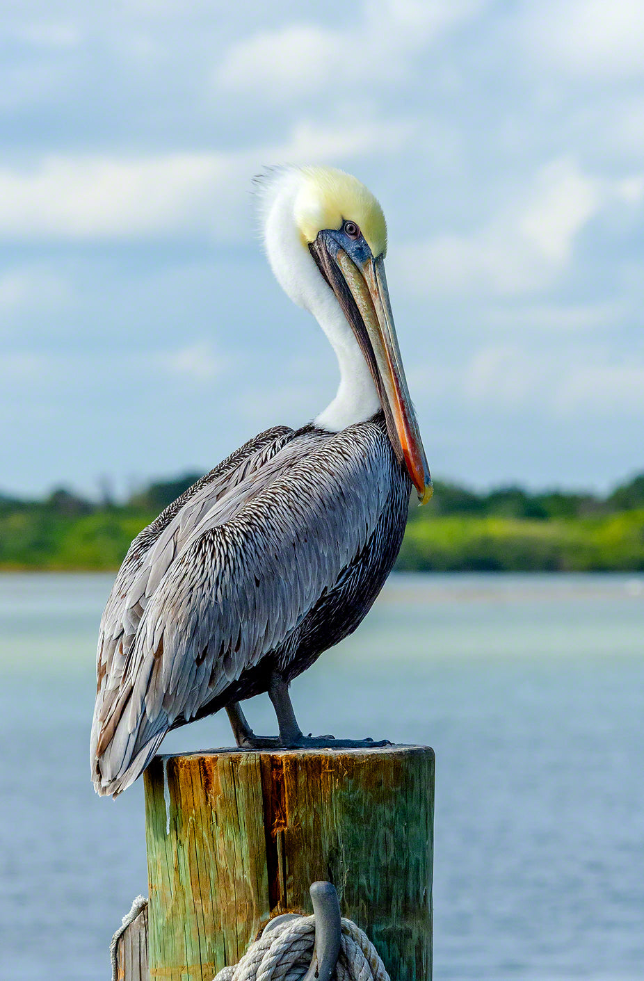 A photo of a brown pelican standing on a dock piling