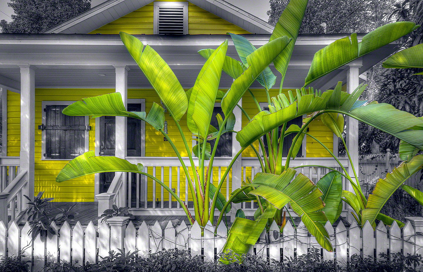A photo of a tropical yellow house with a beautiful bird of paradise plant in front