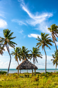Coconut Paradise 2