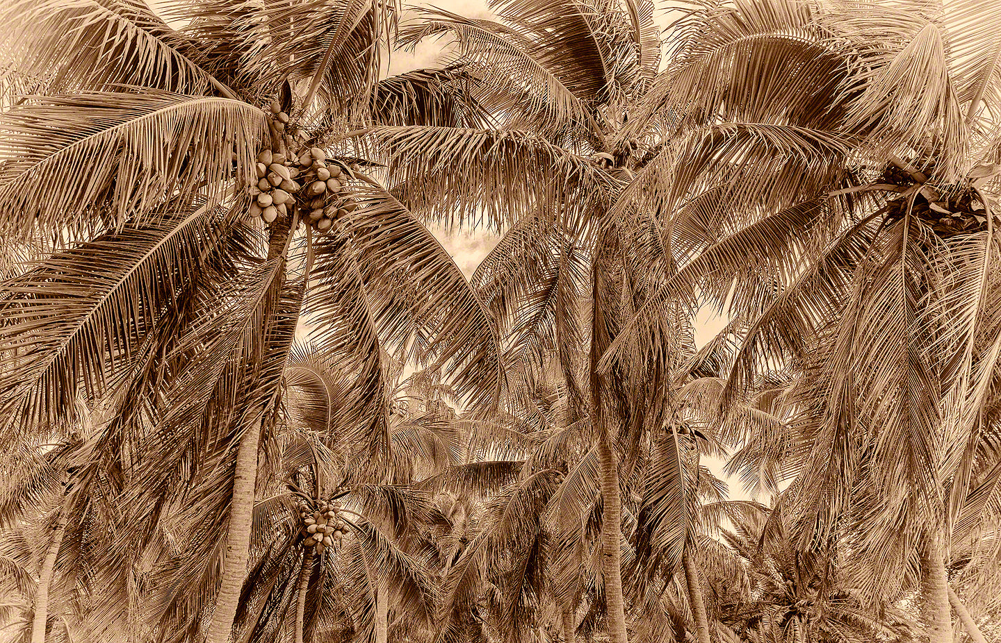A sepia tone photo of a group of coconut trees in sepia tone in islamorada, Florida