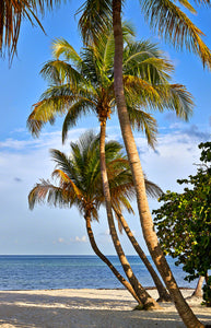 A photo of beautiful coconut palm trees on smathers beach in Key West, Florida