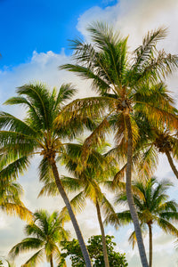 a photo of a large group of coconut palm trees at sunset in Florida Keys