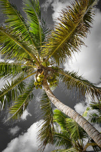 A photo of a coconut palm tree in the Florida Keys