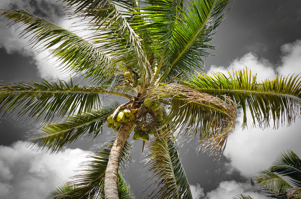 A photo of a coconut tree in the Florida Keys