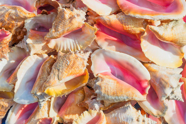 A photo of a pile of Conch Shells 
