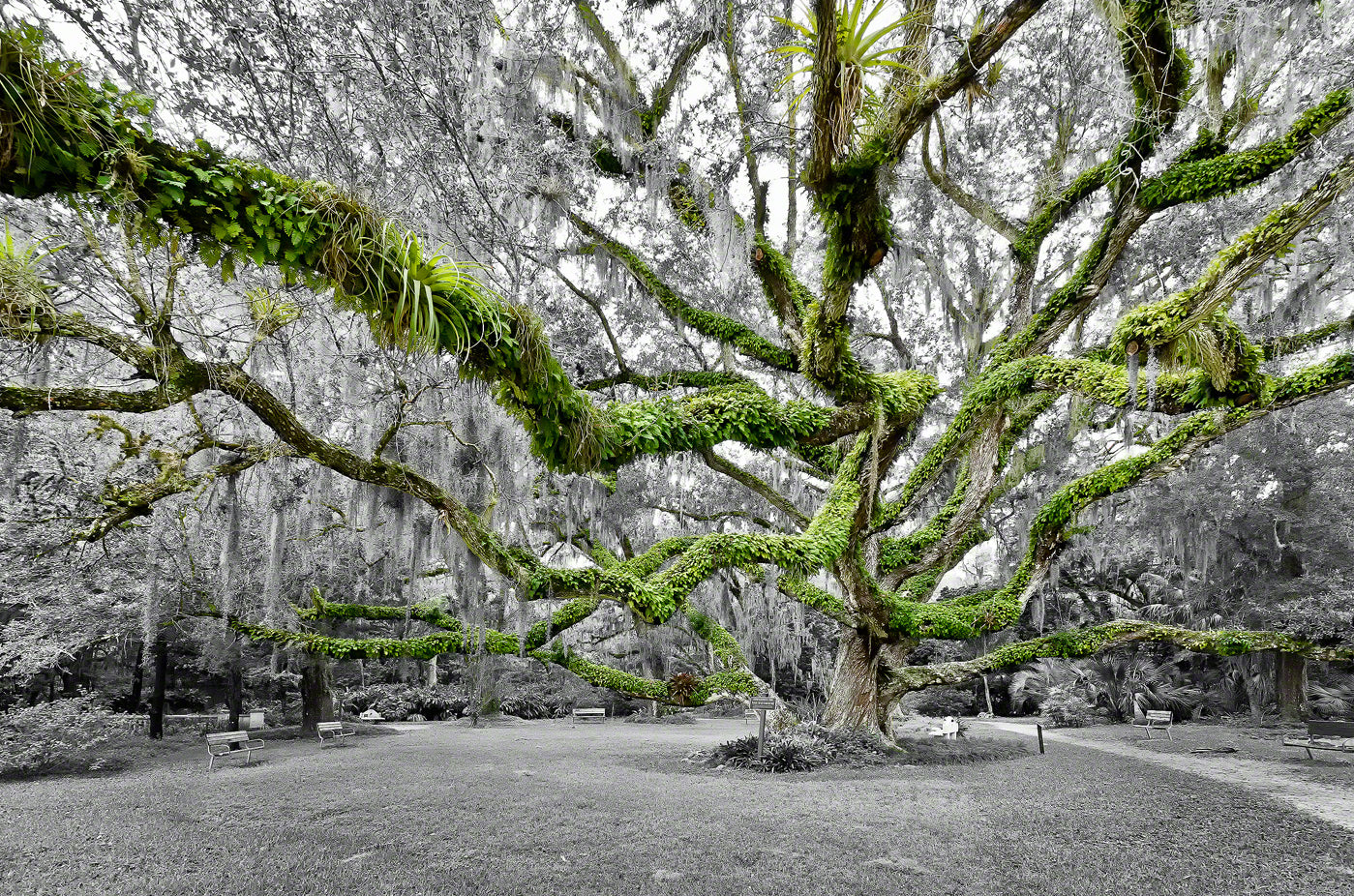 A black and white color photo of the Confederate Oak Tree