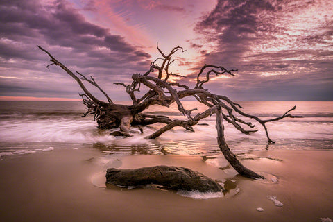 A photo of a large old oak tree driftwood on the beach in Jekyll Island, GA