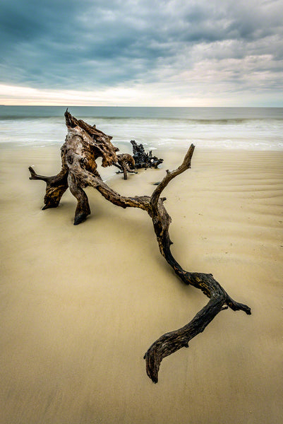 A photo of a large piece of driftwood at sunrise on Jekyll Island, GA