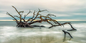A Panoramic Photograph by Fine Art Photographer Mike Ring of beautiful driftwood