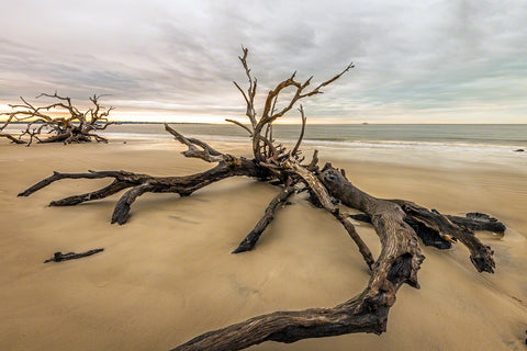 A photo of a large piece of driftwood on the beach in Jekyll Island