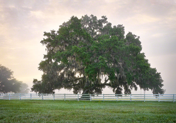 A photo of a large live oak tree at sunrise