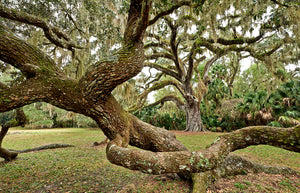 A photo of the fairchild oak tree