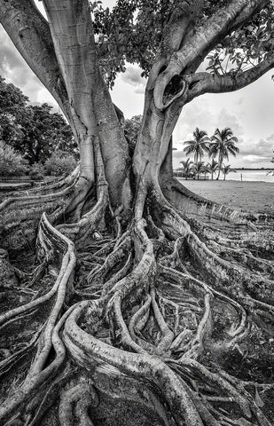 A black and white photo of a Brown Wooley fig tree