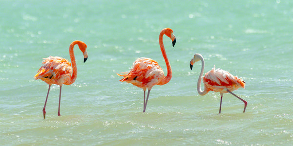 A photo of a group of flamingos in the salt pans of Bonaire.