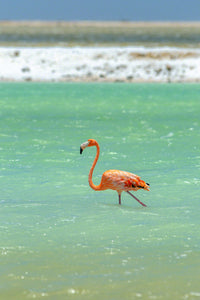 A photo of a beautiful Flamingo along the rugged coast of Bonaire