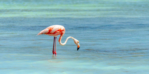 A photo of a flamingo in the salt pans of Bonaire
