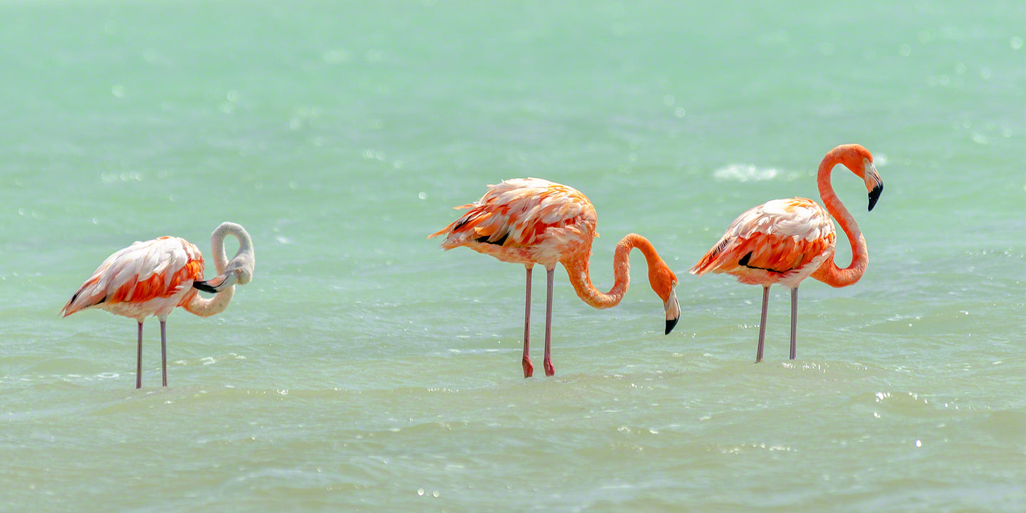 A photo of a group of flamingos in the salt pans of Bonaire