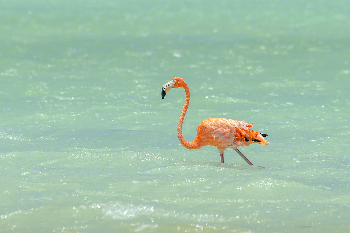 A photo of a flamingo in the salt pans of Bonaire