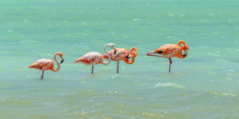 A photo of a group of flamingos in the salt pans of Bonaire