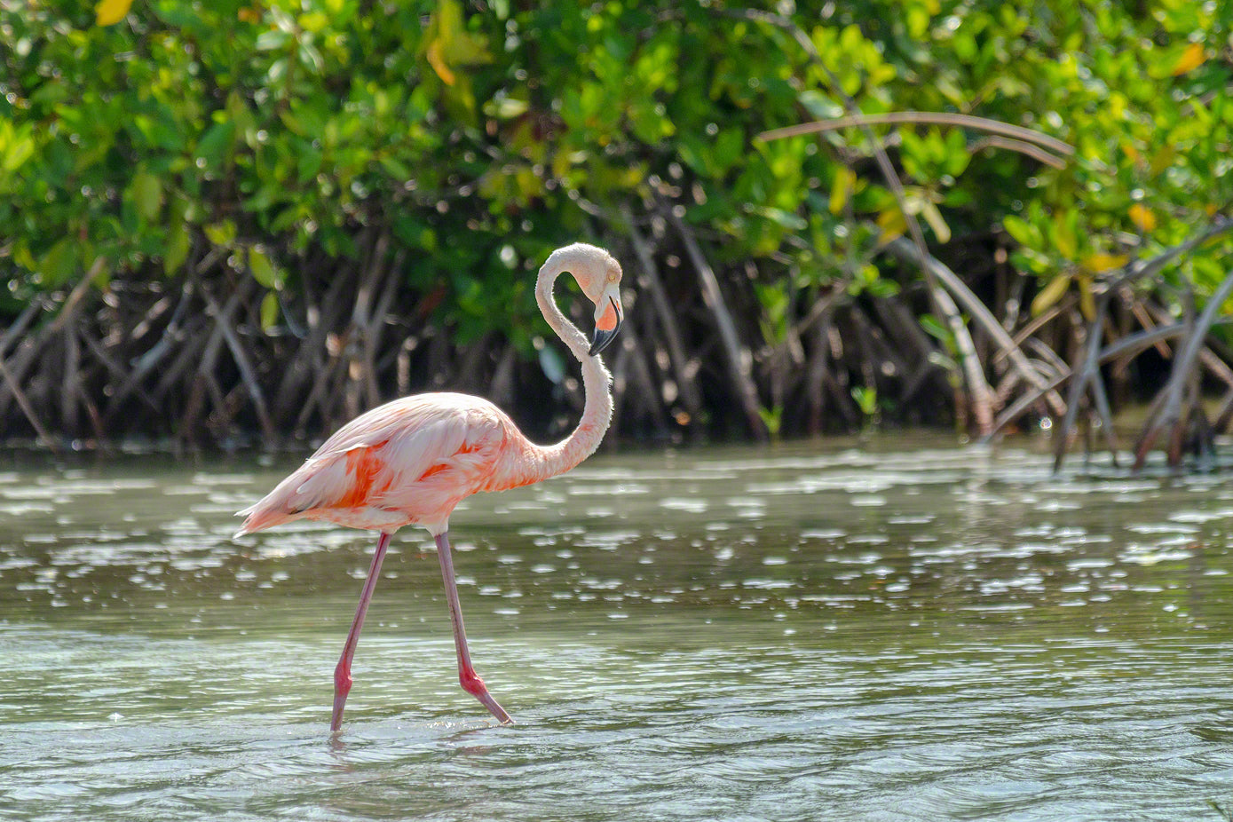 A photo of a beautiful Flamingo along the mangroves in Bonaire