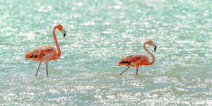 A photo of a pair of flamingos in the salt pans of Bonaire