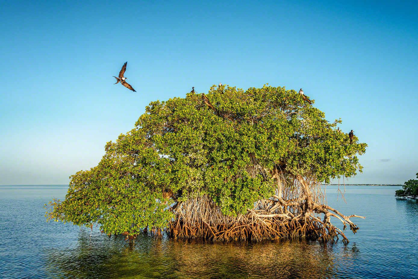 A photo of a group of Frigate Birds nesting on a mangrove island in the Florida Keys