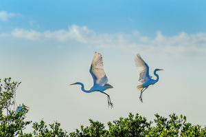 A photo of a pair of Great Egrets taking off in flight