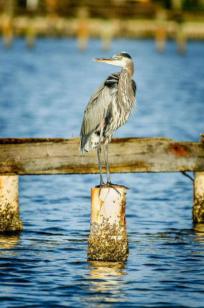 A photo of a great blue heron on a piling