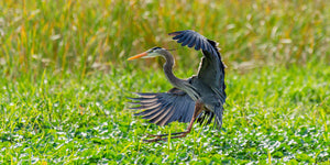 A photograph of a Great Blue Heron coming in for a landing