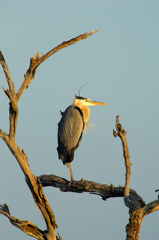 A photo of a great blue heron on a dead tree at sunset