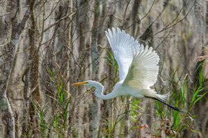 A photograph of a Great Egret flying