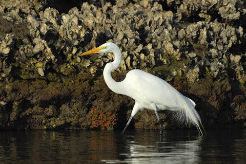 a photo of a great egret walking by a oyster filled seawall