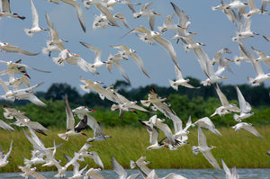 A photo of a large flock of terns and black skimmers
