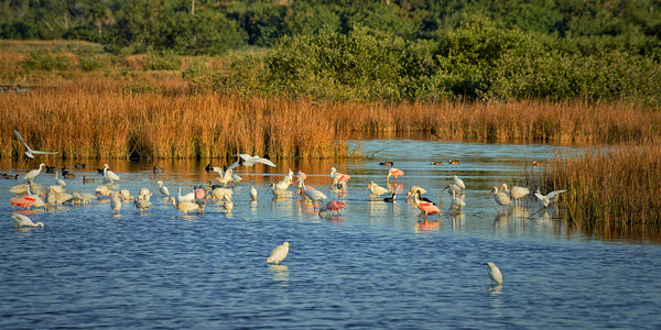 A photo of a large group of wading birds feeding in the marsh