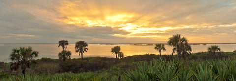 A panoramic photograph of a sunset with palm trees on the Mosquito Lagoon