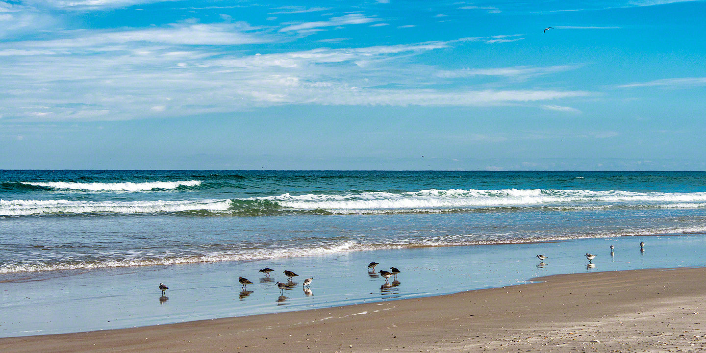 A photo of a group of Sand Pipers feeding in the surf on New Smyrna Beach, Florida