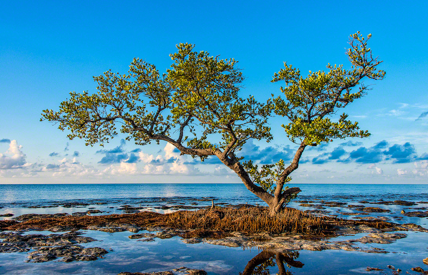 A photo of a lone Black Mangrove Tree on the edge of the ocean in Spanish Harbor, Key
