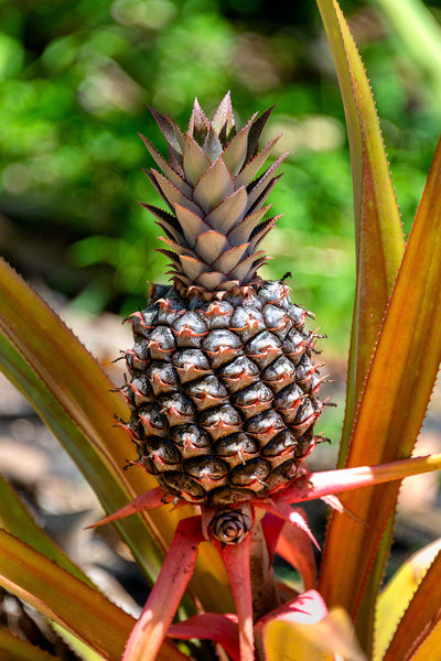 A photo of a wild Pineapple growing on the side of a lush tropical mountain in St. Lucia