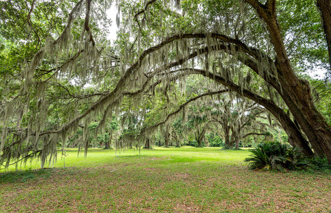 A photo of a live oak tree covered in Spanish moss