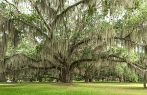 A photo of a live oak tree covered in spanish moss
